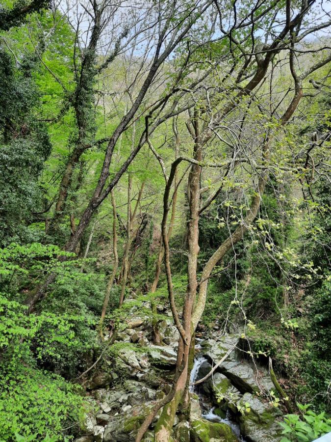 Αρχοντικό Κονάκι- Konaki Pelion Tsagaráda Eksteriør bilde